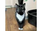 Adopt Maxwell a Domestic Short Hair