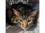 Adopt Eddy (EF Forty Nine) a Domestic Short Hair