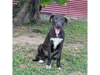 Adopt Steel a Mixed Breed