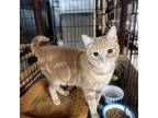 Adopt Sorbet a Domestic Short Hair