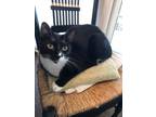 Adopt Buddy a Domestic Short Hair, Tuxedo