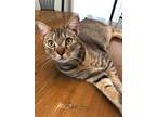 Adopt Murphy a Domestic Short Hair, Tabby