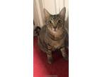 Adopt Curly a Domestic Short Hair