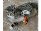 Adopt Manzee a Domestic Short Hair, American Shorthair