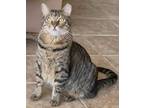 Adopt Harper a Tabby, American Shorthair