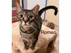 Adopt Romeo a Domestic Short Hair, American Shorthair