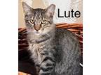 Adopt Lute a Tabby