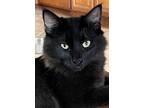 Adopt Baloo a Domestic Long Hair, American Shorthair