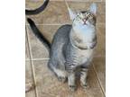 Adopt Mowgli a Domestic Short Hair, American Shorthair