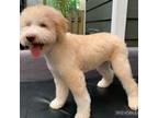 Lagotto Romagnolo Puppy for sale in Vancouver, WA, USA