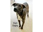 Adopt Karl Digby a Mountain Cur