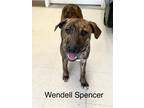 Adopt Wendell Spencer a Plott Hound