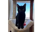 Adopt CUBBY a Domestic Short Hair