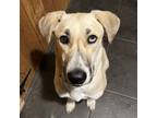 Adopt Trooper a Anatolian Shepherd, Labrador Retriever