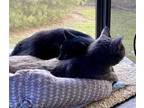 Adopt Wendell and Betty a Domestic Short Hair, Russian Blue