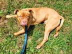 Adopt Snuggles a Pit Bull Terrier