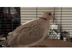 Adopt Rocket and Snow a Dove