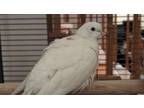 Adopt Rocket and Snow a Dove
