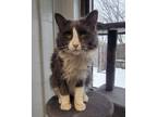 Adopt Hermes a Domestic Long Hair