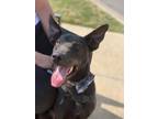 Adopt Yoda a Australian Kelpie