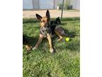 Adopt Momma Princess a German Shepherd Dog