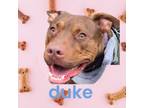 Adopt Duke a Pit Bull Terrier