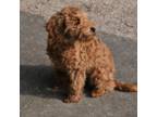 Poodle (Toy) Puppy for sale in Fort Worth, TX, USA