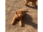 Goldendoodle Puppy for sale in Woodbury, MN, USA