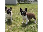 French Bulldog Puppy for sale in Brighton, CO, USA