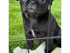 Pug Puppy for sale in Depauw, IN, USA