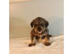 Mutt Puppy for sale in Schenectady, NY, USA