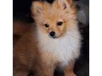 Pomeranian Puppy for sale in Allegan, MI, USA