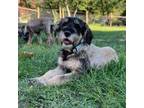 Schnauzer (Giant) Puppy for sale in Dime Box, TX, USA