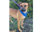 Adopt Dude a Brown/Chocolate - with White Labrador Retriever / Mixed dog in