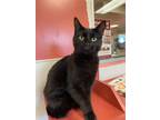 Adopt Mozz a All Black Domestic Shorthair / Domestic Shorthair / Mixed cat in