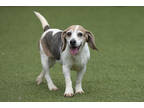 Adopt Angel a Gray/Blue/Silver/Salt & Pepper Beagle / Mixed dog in Colorado