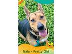Adopt Nala - Adoption Fee Grant Eligible! a German Shepherd Dog / Mixed Breed