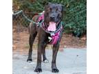 Adopt Oso - Claremont Location a Black Labrador Retriever / Mixed dog in Chino