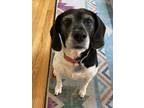 Adopt Nomi a Black - with White Hound (Unknown Type) / Mixed dog in Washington