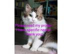 Adopt Lilah a Brown Tabby Domestic Longhair / Mixed (long coat) cat in