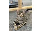 Adopt Popeye a Gray, Blue or Silver Tabby Domestic Shorthair (short coat) cat in