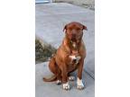 Adopt Archie a Brown/Chocolate - with White American Pit Bull Terrier / Dogue de