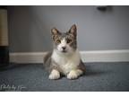 Adopt Beaufort a Gray, Blue or Silver Tabby Domestic Shorthair / Mixed cat in