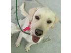 Adopt SE Flying Nickle Labradoodle GREAT WITH KIDS! a White Labrador Retriever