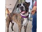 Adopt Bark Twain a Brindle Pit Bull Terrier / Boxer / Mixed dog in Lyndhurst