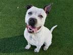 Adopt *BRIAN a White - with Black American Pit Bull Terrier / Mixed dog in