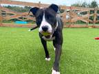 Adopt Adora a American Pit Bull Terrier / Mixed dog in Chestertown