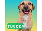 Adopt Tucker a Tan/Yellow/Fawn Hound (Unknown Type) / Mixed dog in Palm Coast