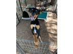 Adopt Trixie a Tricolor (Tan/Brown & Black & White) Australian Shepherd / Mixed