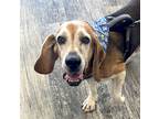 Adopt Festus a Tricolor (Tan/Brown & Black & White) Beagle / Mixed dog in